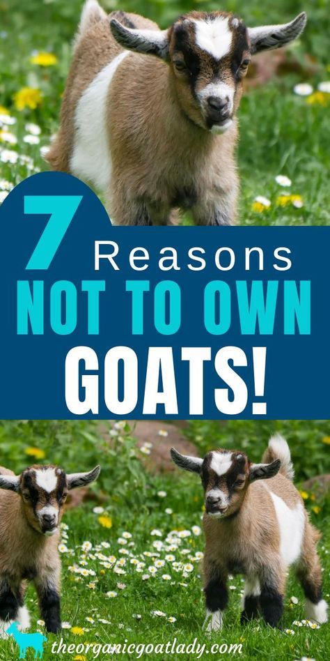 7 Reasons NOT to Own Goats! Owning a Goat, Reasons Not to Get Goats, Problems With Goats, Goat Care, Raising Goats for Beginners Keeping Goats, Goat Pen, Baby Chicks Raising, Mini Goats, Pet Goat, Goat House, Feeding Goats, Raising Farm Animals, Goat Care