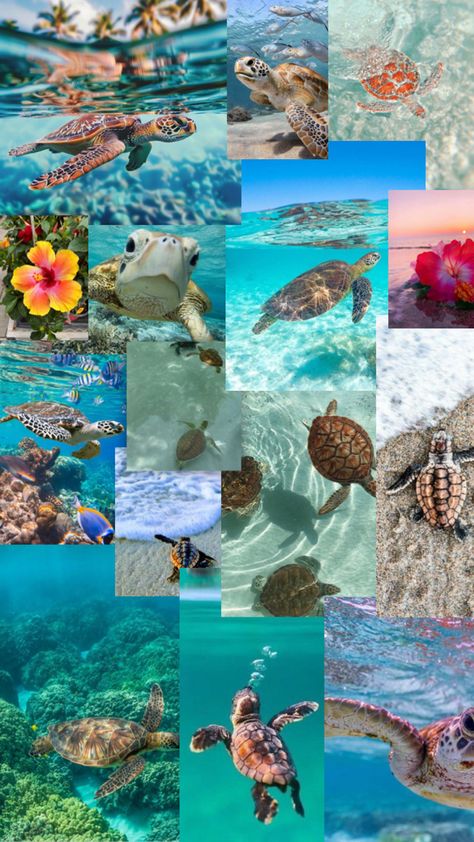 Turtles! Sea Turtle Wallpaper, Turtle Background, Summer Prints Wallpaper, Sea Turtle Pictures, Summer Beach Wallpaper, Turtle Wallpaper, Beach Wall Collage, Beautiful Summer Wallpaper, Cute Dogs Images