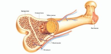 Quiz On Human Skeletal System - ProProfs Quiz Disease Symptoms, Fetal Development, Good Bones, Best Hospitals, Bone Marrow, Best Doctors, Improve Health, Saving Lives, Disease