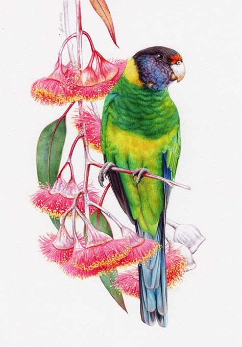 Eucalyptus Caesia, Heidi Willis, Watercolor Parrot Painting, Ringneck Parrot, Bird Illustration Print, Water Paintings, Rainbow Lorikeet, Australian Painting, Australian Wildflowers