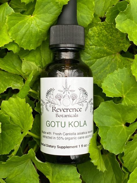 Gotu Kola, brain herb, focus, memory, ADHD herb, ADD herb, mental clarity herb, cognitive function, Centella asiatica, gotu kola tincture, gotu kola extract, | Reverence Botanicals Herbal Remedies Recipes, Gotu Kola, Herbal Tinctures, Herbs For Health, Mental Clarity, Herbal Remedies, Dietary Supplements, North Carolina, Beauty And Personal Care