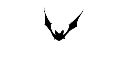 Bat Gif, Batman Gif, Animation Walk Cycle, Fly Gif, Black And White Gif, Makeup Courses, Helloween Wallpaper, Stem Ideas, Animal Movement