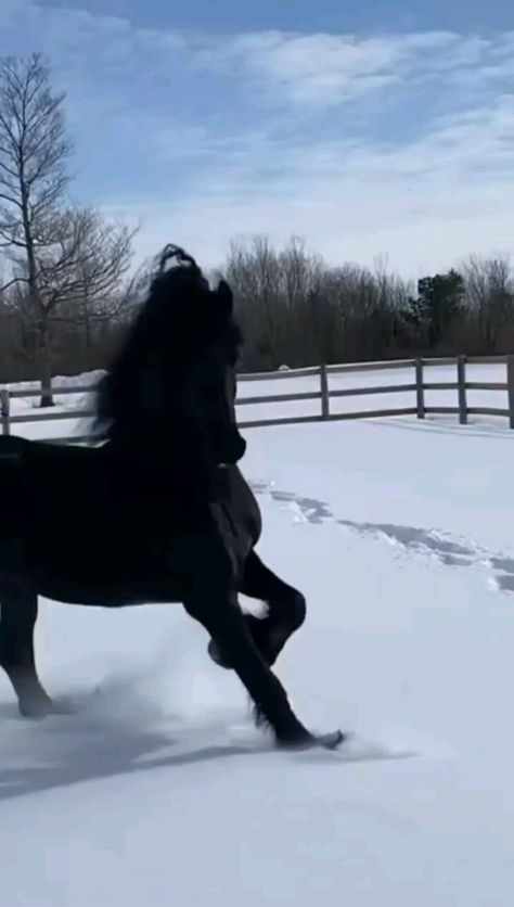 Friesian Horse Aesthetic, Friesian Horse Photography, Black Friesian Horse, Frisian Horse, Horses In Snow, Beautiful Horses Photography, Horse Videos, Horse Aesthetic, Black Horses