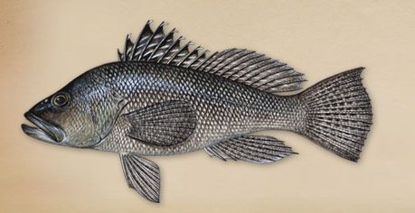 Black Sea Bass Sea Bass Fish, York Things To Do, Bottom Fishing, Fish Artwork, Dead Fish, Bass Fish, Kids Fishing, Long Island New York, Charter Boat