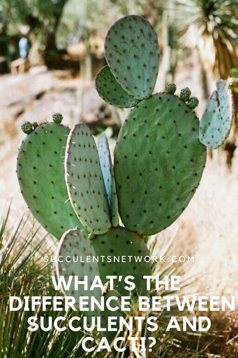 How To Grow Cactus, Opuntia Cactus, Planting Plants, Cactus Photography, Indoor Cactus, Making Plant Pots, Succulent Art, Plants Are Friends, Flower Plants