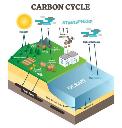 Atmosphere carbon exchange cycle in nature, planet earth ecology science vector #Sponsored , #sponsored, #ADVERTISEMENT, #exchange, #Atmosphere, #nature, #cycle Planet Atmosphere, Science Vector, Science Diagrams, Carbon Cycle, Industrial Factory, Information Poster, Science Fair Projects, Photosynthesis, Ocean Animals