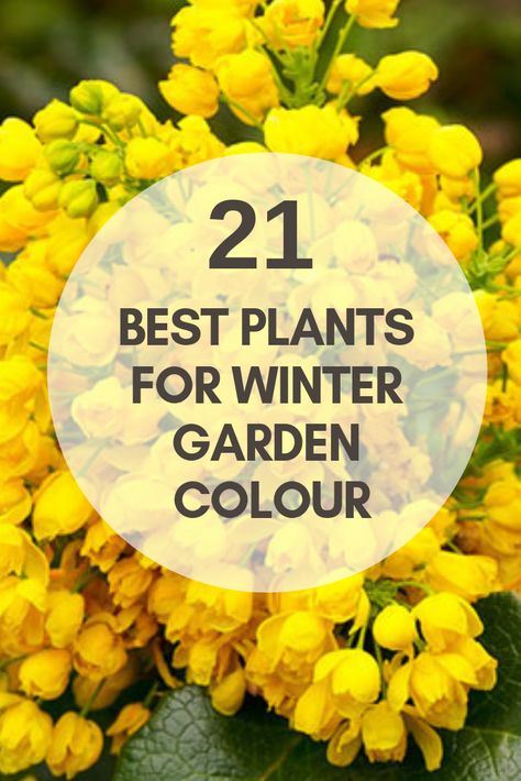 #Winter #Garden #colour #colourful #plants #coldweather #daviddomoney #grow #blooms #scents #gardening #gardener #nature Winter Flowers Garden, Funny Vine, Best Plants, Winter Plants, Colorful Plants, Winter Flowers, Flowers Wallpaper, Colorful Garden, Autumn Garden