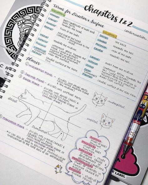 𝑷𝒊𝒏𝒕𝒆𝒓𝒆𝒔𝒕: 𝒉𝒐𝒏𝒆𝒆𝒚𝒋𝒊𝒏 ❀ Notes Science, Studie Hacks, Art Stationary, Neat Handwriting, College Notes, Bullet Journal Notes, School Organization Notes, Notes Art, Biology Notes