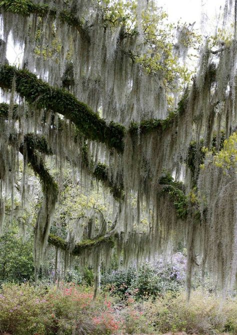 Spanish moss (Tillandsia usneoides) is a flowering plant that often grows upon larger trees, commonly the southern live oak (Quercus virginiana) and bald-cypress (Taxodium distichum) in the lowlands, swamps, and savannas of the southeastern United States from Texas and Florida north through southern Arkansas and Virginia. Spanish-moss is an epiphyte which absorbs nutrients and water through its leaves from the air and rainfall. Oak Tree Tattoo, Live Oak Trees, Weeping Willow, Southern Gothic, Live Oak, Cypress Trees, Spanish Moss, Tree Tattoo, Oak Tree