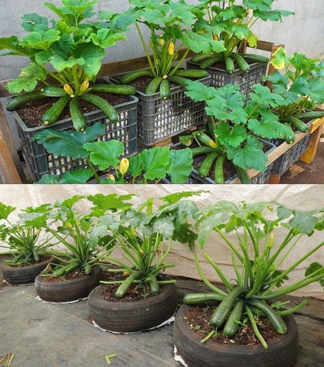 Grow Zucchini, Growing Zucchini, Zucchini Plants, Backyard Garden Diy, Small Vegetable Gardens, Vegetable Garden Diy, Rock Garden Landscaping, Veg Garden, Home Vegetable Garden