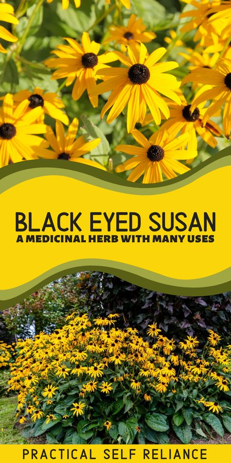 black eyed susan flowers growing in herb garden Medicinal Herbs Remedies, Medicinal Wild Plants, Medicinal Weeds, Herbal Medicine Recipes, Herbal Remedies Recipes, Medicinal Herbs Garden, Perennial Flower, Medical Herbs, Edible Wild Plants