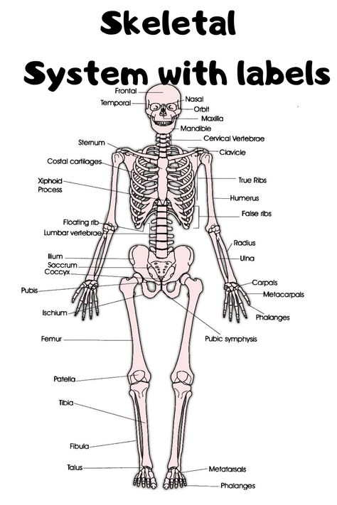 The skeleton espesially 6 Skeletal System With Labels has three main functions. The first one is because it serves as the framework that permits locomotion. Through this framework, it is possible for us to do the things we can. The second one is the truth that it can be storage room for calcium. #skeletalsystem #humanskeletalsystem Araling Panlipunan Design, Human Skeleton Labeled, Skeleton Labeled, Skeleton System, The Human Skeleton, Human Skeletal System, Biological Science, Anatomy Bones, Medical Student Study