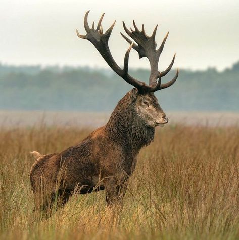 Elk Pictures, Wild Animals Photography, Bull Moose, I'm Not Perfect, Forest And Wildlife, Fallow Deer, Cute Deer, British Wildlife, Forest Spirit