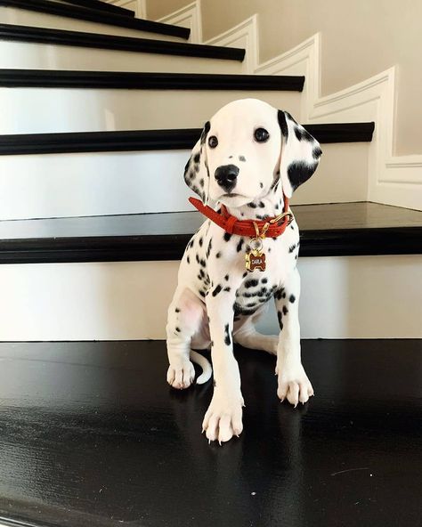 14 Elegant Facts About Dalmatians | PetPress Dalmatian Puppy, Funny Animal Photos, Dalmatian Dogs, Puppies And Kitties, Cute Dogs And Puppies, Baby Dogs, Beautiful Dogs, Dalmatian, Dog Pictures