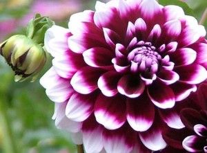 dalias Flower Names, Dahlia Flower, Nature Garden, Garden Care, Flowers Perennials, Big Flowers, Botanical Flowers, Amazing Flowers, Pretty Flowers