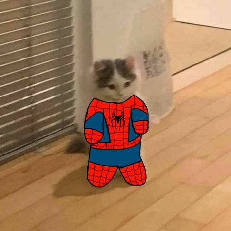 A Cat, Spiderman