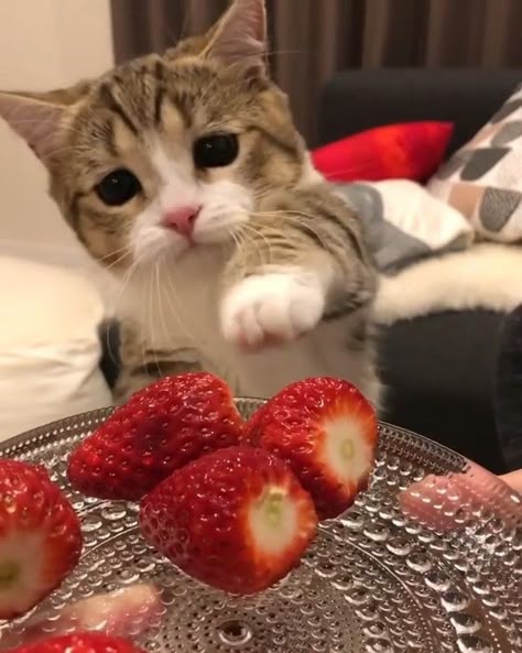 Purfect Cat Crew 🐱 on Instagram: “Aww such a Cutie! 😻 Double Tap if you Love Cats 💗 - Follow @purfectcatcrew for more Catacular Content! 😸 DM us a Picture of your Kitty for…” Cats With Strawberries, Cat And Strawberry, Strawberry Animals, Aesthetic Strawberries, Cat Strawberry, Strawberry Cat, Image Chat, Silly Cats Pictures, Cat Icon