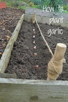 How To Plant Garlic, Plant Garlic, Planting Garlic, Allotment Gardening, Growing Garlic, Organic Vegetable Garden, Garden Veggies, Veg Garden, Have Inspiration