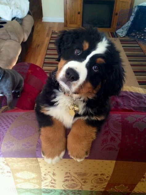 21 chiots qui ne sont pas encore habitués à leurs pattes. Bernese Mountain Dog Puppy, Bernese Mountain, Blue Heeler, Bernese Mountain Dog, Mountain Dogs, Bern, Beautiful Dogs, Border Collie, I Love Dogs