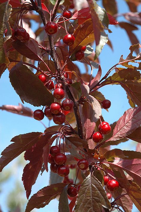 Royal Raindrops Crabapple, Flowering Crabapple, Fragrant Roses, Fruits Photos, Crabapple Tree, Macro Flower, Full Size Photo, Beautiful Yards, How To Attract Birds