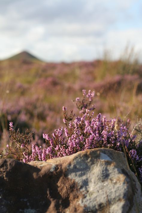 English Moors, Roseberry Topping, Catherine Earnshaw, Heather Hills, Heather Plant, Yorkshire Moors, The Moors, Wuthering Heights, Rock On