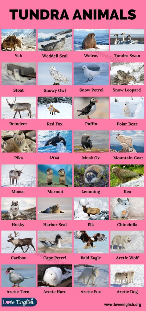 Tundra Biome Project, Tundra Project, Tundra Animals, Tundra Biome, Names Of Animals, Biomes Project, Animals List, Animals Name In English, Canadian Animals