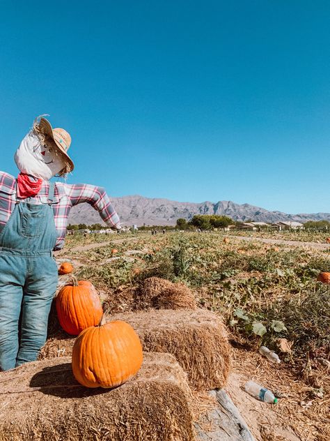 Pumpkin patch scarecrow Pumpkin Patch Scarecrow, Scarecrow, Autumn Home, Pumpkin Patch, Pumpkin Spice, Screen, Photography, Art