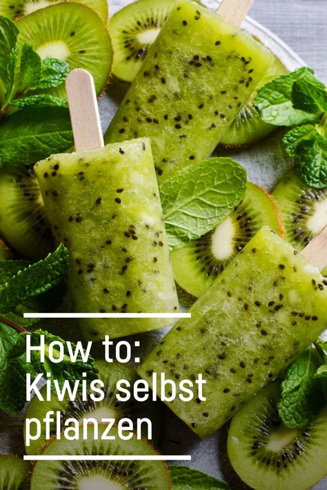 So einfach pflanzt ihr Kiwis: sonnigen Standort wählen und ein Loch graben. Die Kiwi-Jungpflanze einpflanzen, bewässern & düngen. Nach 3-5 Jahren gibt's köstliche und gesunde Früchte: Kiwis enthalten viele Vitamine und Antioxidantien. Viele weitere Tipps & Tricks für euer Kiwi-Projekt findet ihr in unserem FreshMAG-Beitrag! Kiwi