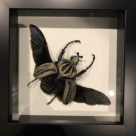 Bug Taxidermy, Flower Beetle, Taxidermy For Sale, A Beautiful Flower, I Got It, Taxidermy, Beautiful Flower, Just The Way, Got It