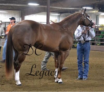 Halter Horse, Quarter Horse Stallion, Gorgeous Horses, Horse Anatomy, Big Horses, Quarter Horses, American Quarter Horse, Most Beautiful Horses, Thoroughbred Horse