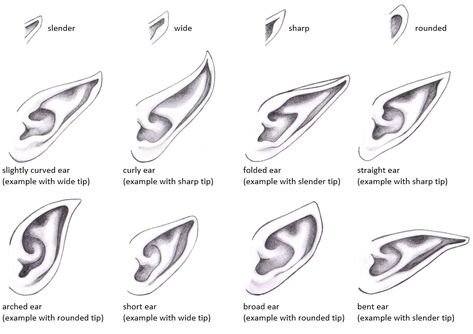 Elf Ears Drawing, Draw Fairy, Ears Drawing, Tattoo Artist Tips, Elf Drawings, Angel Wings Drawing, How To Draw Ears, Digital Art Software, Fairy Ears