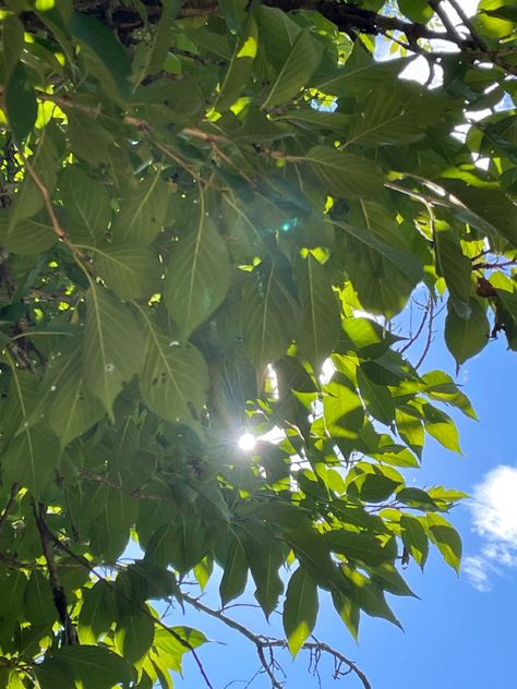 The Sun peeking through the tree 🌳🍃 Sun Peeking Through Trees, Sun Through Trees, Beautiful Profile, Beautiful Profile Pictures, Family Album, Family Mom, Profile Pictures, The Tree, Photo Album