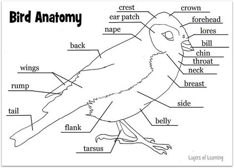 Parts Of A Bird Worksheet Free Printable, Bird Anatomy, Bird Study, Homeschool Nature Study, Flying Creatures, Bird Identification, Unit Studies, Environmental Education, Charlotte Mason