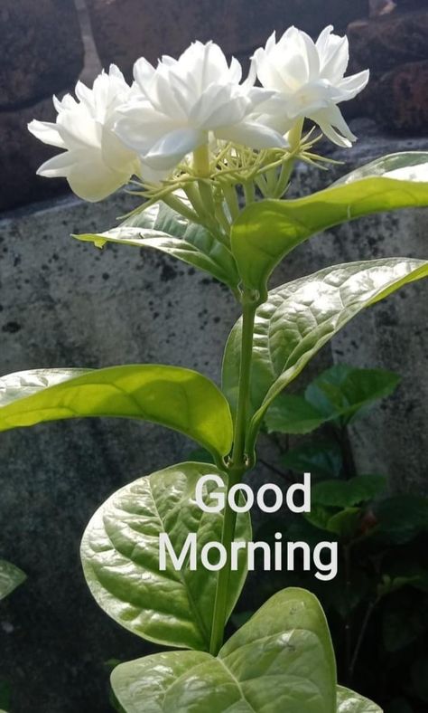 Beautiful Morning Images, Sweet Good Morning Images, Good Morning Clips, Good Morning Wishes Gif, Good Morning Flowers Rose, Good Morning Beautiful Gif, Beautiful Morning Quotes, Cute Good Morning Images, Good Morning Nature