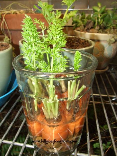 How To Grow Carrots From Scrap | How To Grow Carrots | A Complete Garden Season Growing Guide Regrow Vegetables, Growing Carrots, Carrot Greens, نباتات منزلية, Grow Food, Growing Veggies, Veg Garden, Seasonal Garden, Food Garden