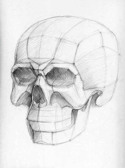 Skeleton 3/4 View, Skull 3/4 View, Skull Anatomy Drawing Study, Skull Anatomy, Skull Reference, Skull Sketch, Skeleton Face, Skeleton Drawings, Skulls Drawing