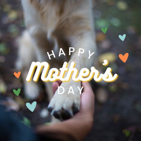 Happy Mother’s Day For Pet Moms, Happy Mother’s Day Dog Mums, Happy Mothers Day Dog Mom, Dog Mothers Day, Golden Retriever Art, Mothers Day Images, Pet Mom, Getting A Puppy, Mothers Day Quotes