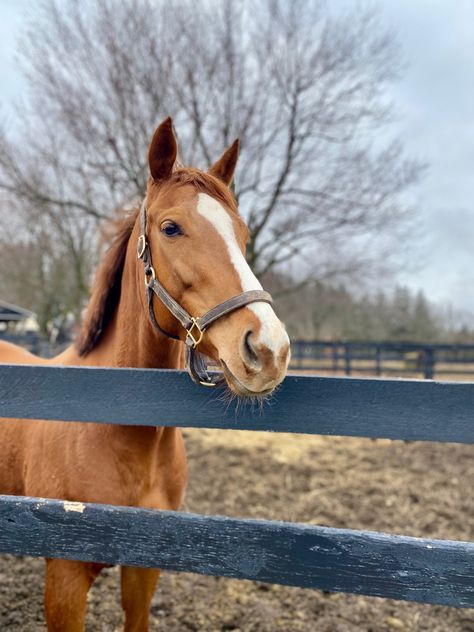 Sufeit is now turned out in her own round pen! She remains a true card 🤩, loves attention and having a human hang out with her.
Stay tuned for more of her info.

#ottb #longrun_tb #horses #horsesofinsta #thoroughbreds #equine #equestrian #horselife #horselove #chestnutmare Ottb Horses, Chestnut Mare, Round Pen, Horse Life, Horse Love, Thoroughbred, Chestnut, Stay Tuned, Hanging Out