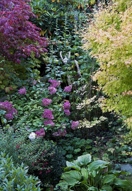 Japanese Maples & Hydrangea in early autumn by Rosarian49, via Flickr Escallonia Hedge, Maple Tree Landscape, French Garden Landscaping, Japanese Maple Garden, Japanese Garden Plants, Perennial Gardens, Types Of Hydrangeas, Outdoor Gardens Landscaping, Pinterest Garden