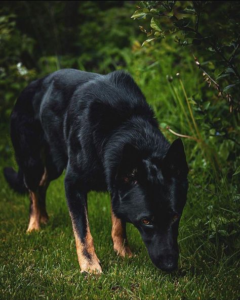 Doberman Pinscher German Shepherd, Bicolor German Shepherd, Dark Sable German Shepherd, Alabai Dog, Sable German Shepherd, German Sheperd Dogs, Nanny Dog, Shepherd Dog Breeds