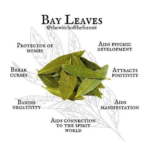 Burn Bay Leaves, Burning Bay Leaves, Medical Herbs, Green Witchcraft, Witchcraft Books, Witch Spirituality, Magic Herbs, Magical Herbs, Wiccan Spell Book