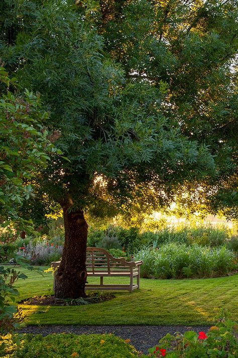 Good old-fashioned hard work and choosing hardy plants that can withstand drought and frost has seen this garden in Pipers creek, Victoria, Transformed into a true beauty. Drought Tolerant Shrubs, Australian Native Garden, Drought Tolerant Garden, Wooden Bed Frame, Plant Help, Cottage Garden Design, Ash Tree, Australian Garden, Cottage Garden Plants