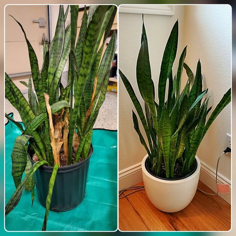 How to Repot a Snake Plant in 8 Steps — Zen Plant Care Snake Plant Care Tips, Replanting Snake Plant, How To Repot A Snake Plant, Snake Plant Decor Living Rooms, Snake Plant Repotting, How To Repot A Plant, Repotting Snake Plant, Snake Plant In Water, Repot Plants