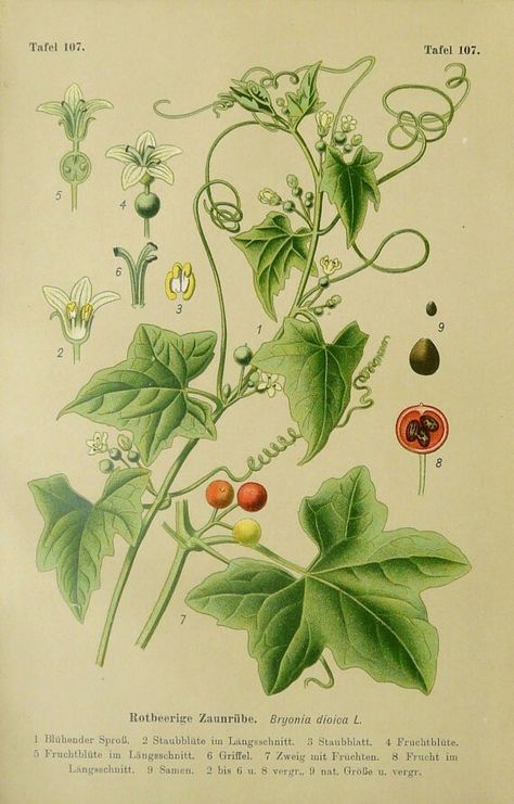 Bryone dioïque (Bryonia dioica) CUCURBITACEAE. Earth Clothes, Witch's Garden, Poison Garden, Wildflower Tattoo, Exhibition Ideas, Plant Tattoo, Poisonous Plants, Plant Images, Dog Logo