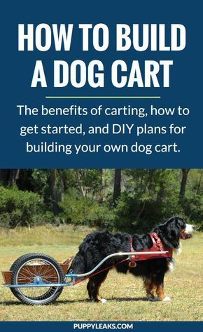 Teaching your dog how to pull a cart can be fun and practical. It's called dog carting, and it's not just for giant breed dogs. Here's the benefits of carting, how to get started with your dog, and plenty of DIY dog cart plans so you can build one of your own. #dogs #dogtips #dogexercise #diydogstuff via @puppyleaks Diy Dog Training, Dog Cart, Dogs Diy Projects, Dog Minding, Easiest Dogs To Train, Dog Harnesses, Dog Exercise, Dog Info, Dog Hacks