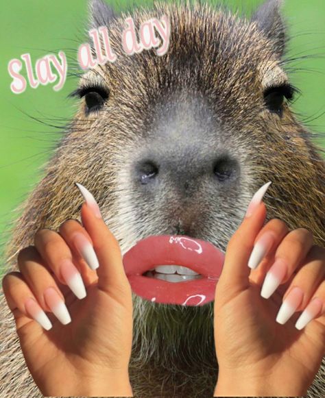 Capybara Pet, Witty Sayings, Funny Hamsters, Play On Words, Cute Small Animals, Cute Animals Puppies, Animal World, Funny Animal Photos, Super Cute Animals