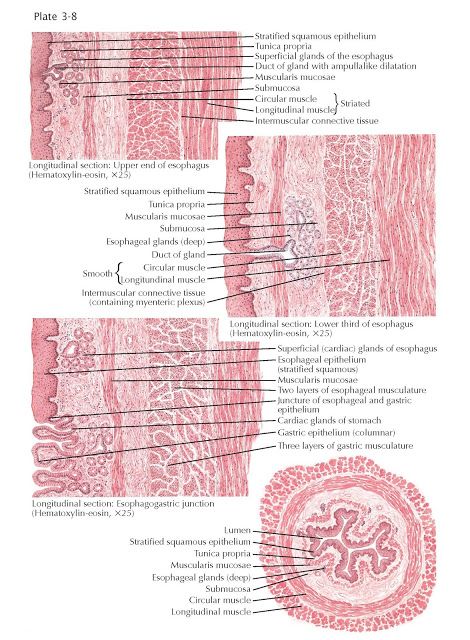 Histology of Esophagus   The esophagus, like other parts of the gastrointestinal tract, is made up of a mucosa, a submucosa, a muscularis... Esophagus Histology, Squamous Epithelium, Stratified Squamous Epithelium, Loose Connective Tissue, Tissue Biology, Histology Slides, Medical Assistant Student, Medicine Notes, Gastrointestinal Tract