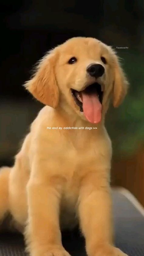 Golden Retriever Baby, Dog Status, Chien Golden Retriever, Cute Fluffy Dogs, Cute Puppies And Kittens, Food Habits, Golden Retriever Funny, Cute Reptiles, Fluffy Dogs