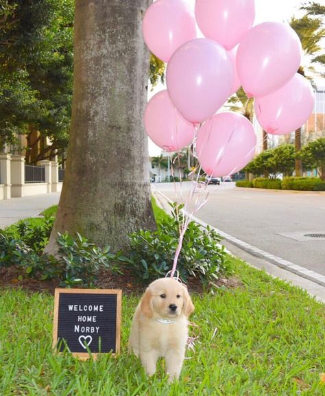 Welcome Home Puppy Ideas, Puppy Announcement Ideas, Puppy Reveal, New Puppy Announcement, Dog Surprise, Dog Birthday Pictures, Dog Birthday Presents, Dude Birthday, Puppy Announcement