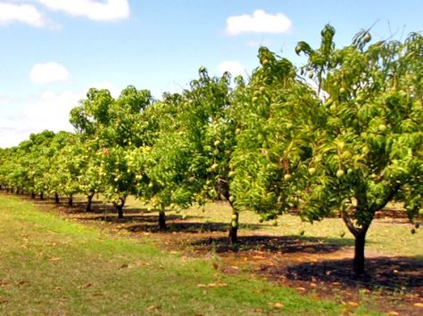 Mango Orchard about 3.5 Acres, Nr. NH-8, Valsad, Gujarat Mango Orchard, Agriculture In India, Agriculture Land, Fruit Orchard, Nature Resort, Orchard Garden, Orchard Tree, Regenerative Agriculture, Beach Sunset Wallpaper